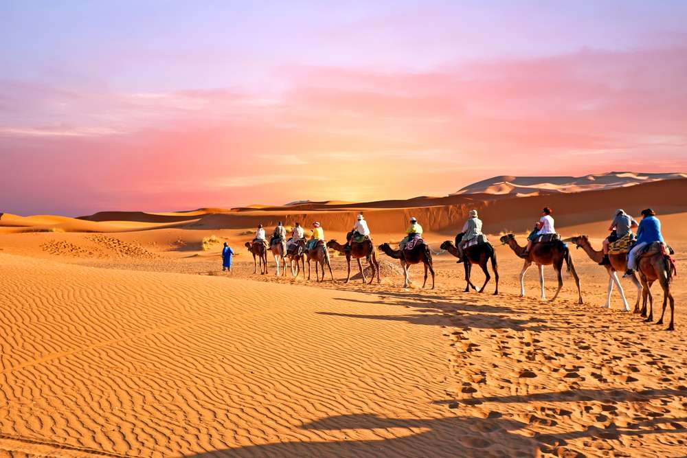 Camel Caravan In The Sahara