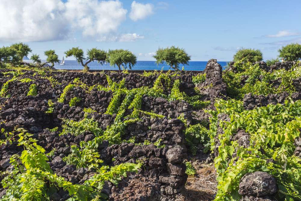 Traditional vineyard in Pico Island