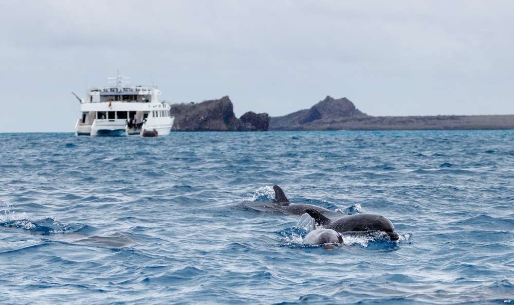 Dolphins in Madeira
