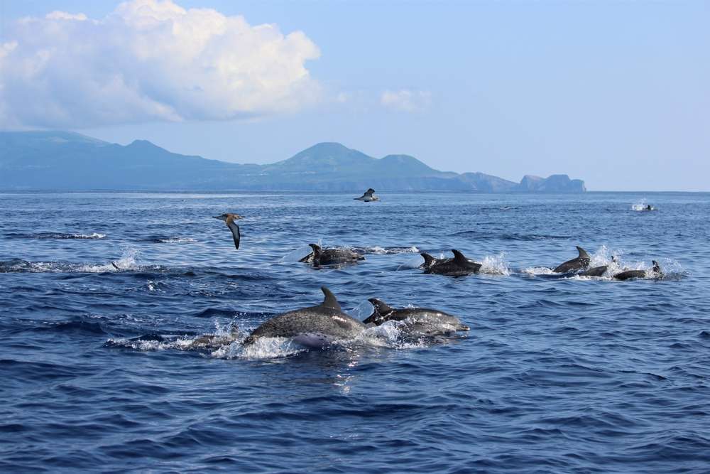 Dolphins in the Atlantic Ocean